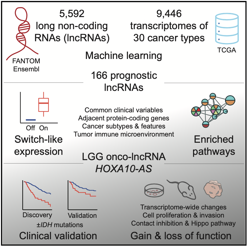 lncRNA_study_overview